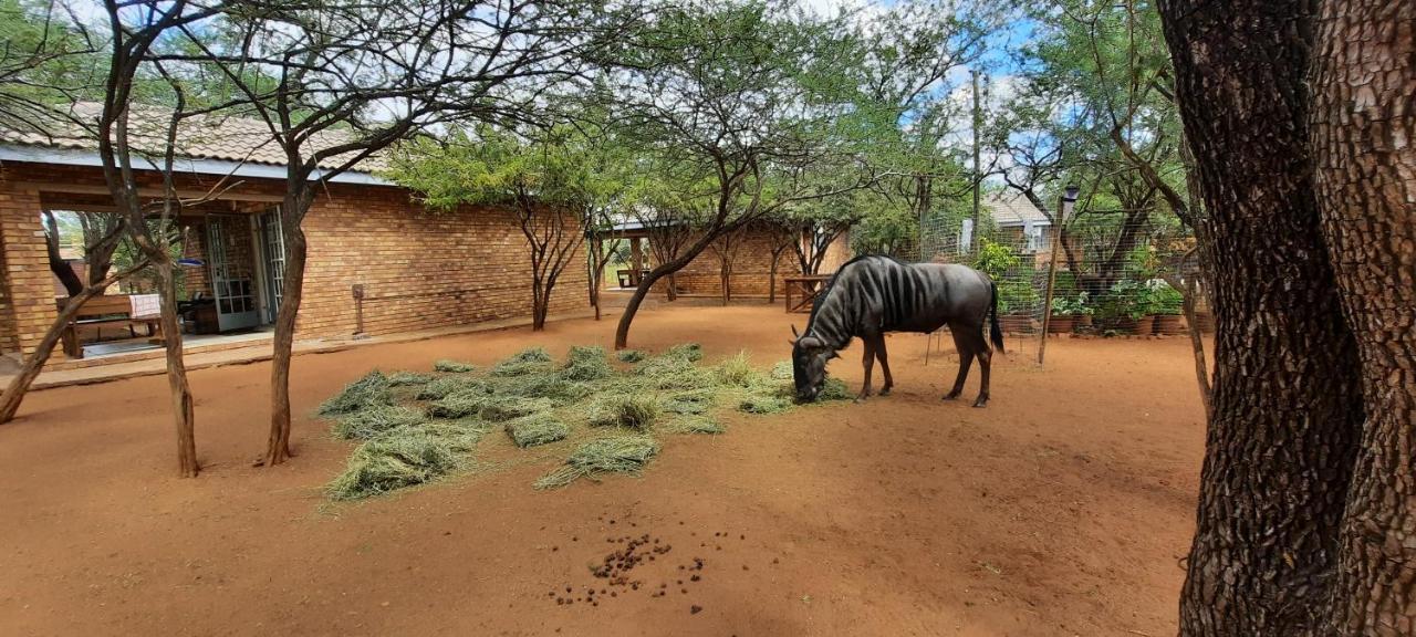 462 Bosbok Chalets Marloth Park Bagian luar foto