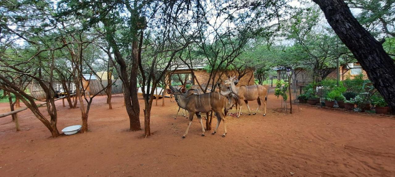 462 Bosbok Chalets Marloth Park Bagian luar foto