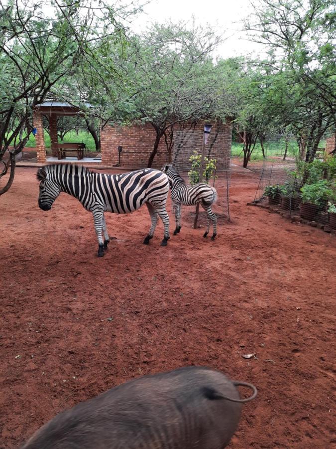 462 Bosbok Chalets Marloth Park Bagian luar foto