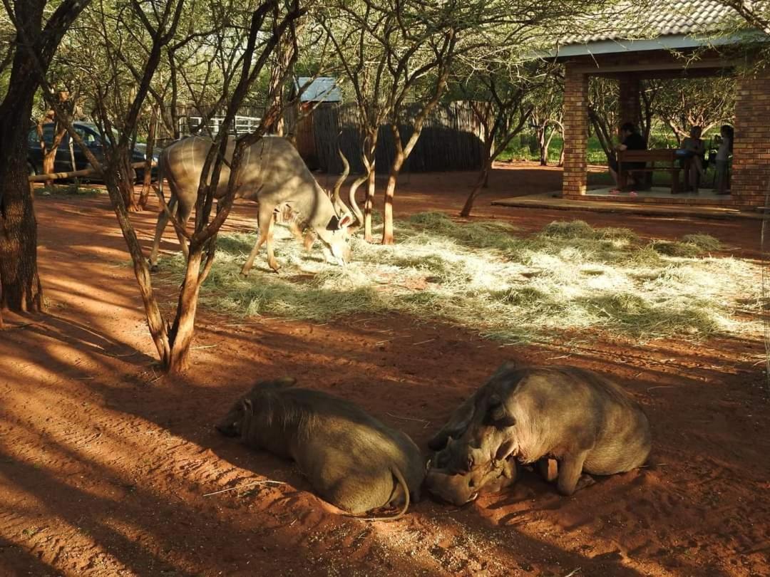 462 Bosbok Chalets Marloth Park Bagian luar foto