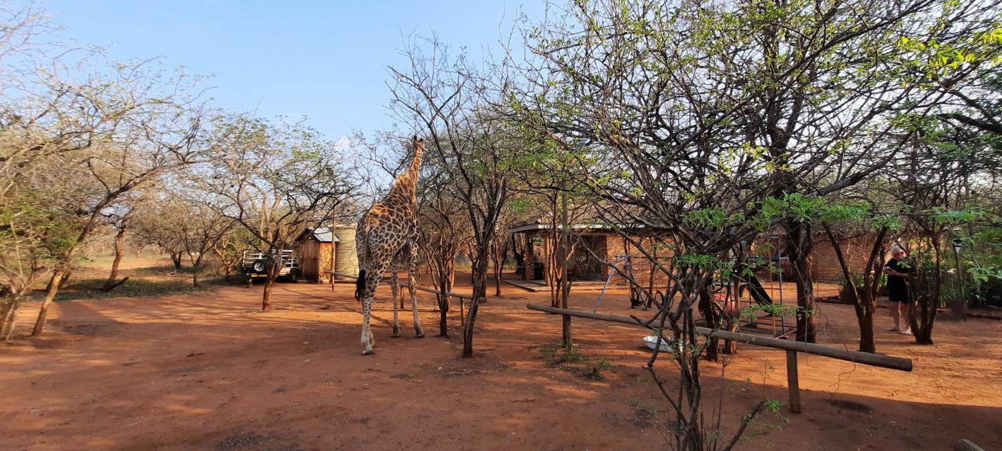 462 Bosbok Chalets Marloth Park Bagian luar foto