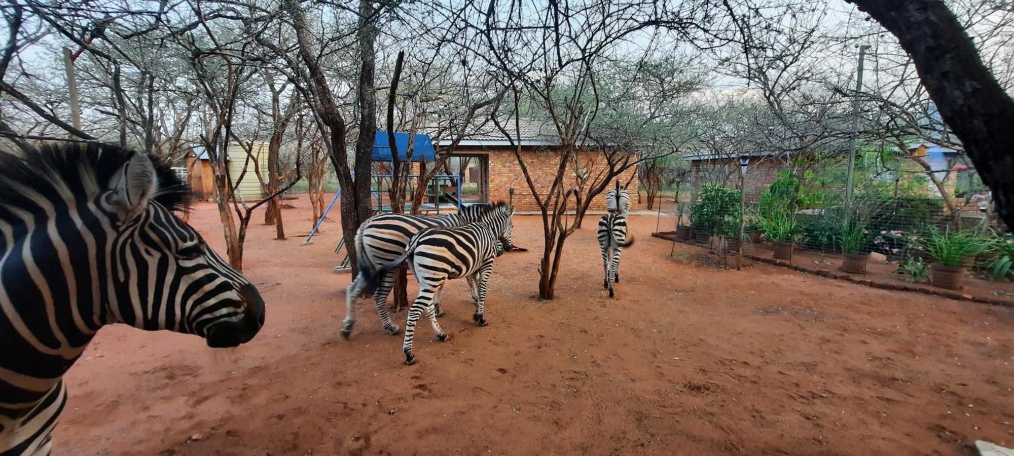 462 Bosbok Chalets Marloth Park Bagian luar foto